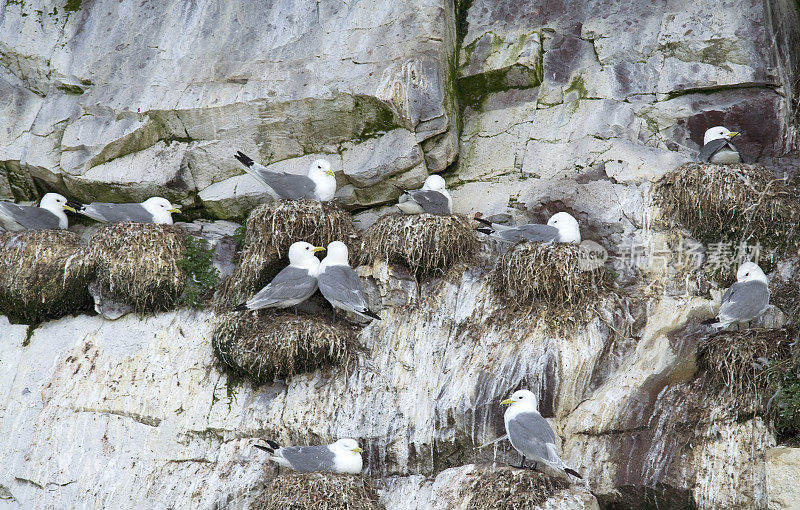 Kittiwakes nesting on a cliff